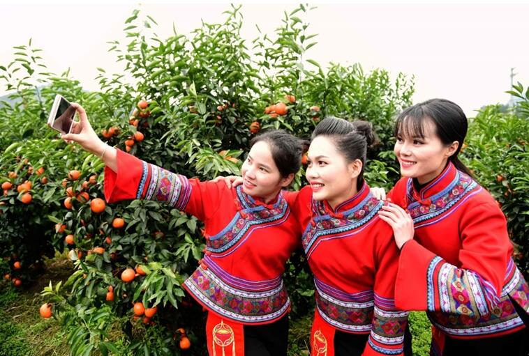 3 февраля преподаватели и работники Маонаньского автономного уезда Гуанси-Чжуанского автономного района посетили фруктовый сад, рекламируя местные фрукты из родной деревни в личных или публичных аккаунтах WeChat, в «моментах» и другими способами. Источник фото: Гао Дунфэн «Жэньминь шицзюэ»