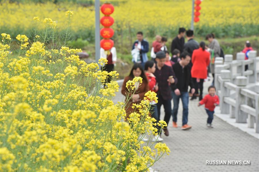 Цветение рапса в провинции Фуцзянь