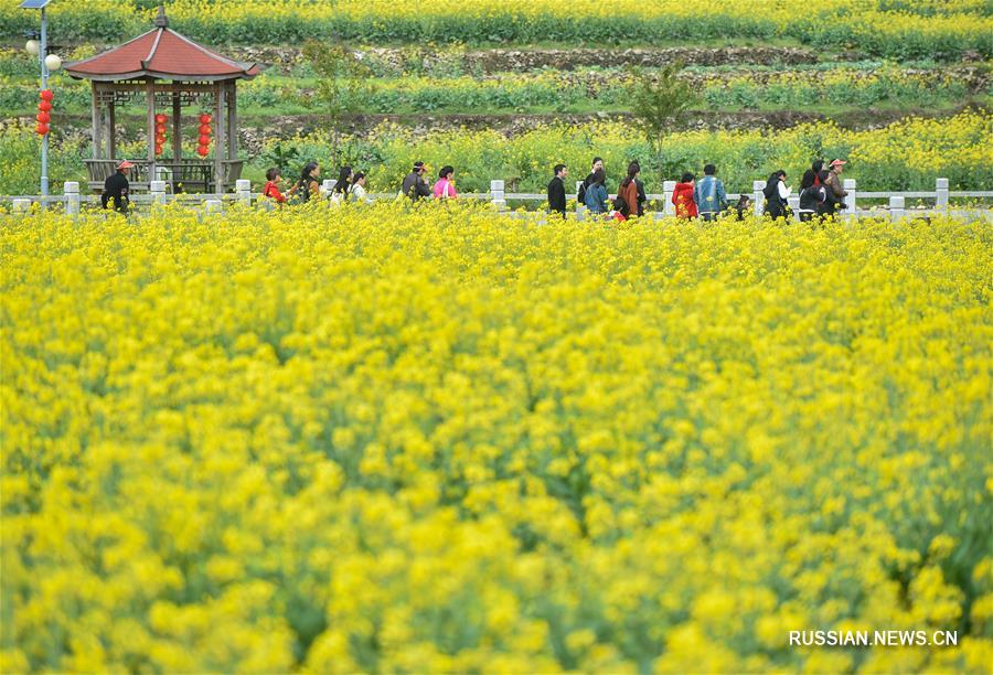 Цветение рапса в провинции Фуцзянь