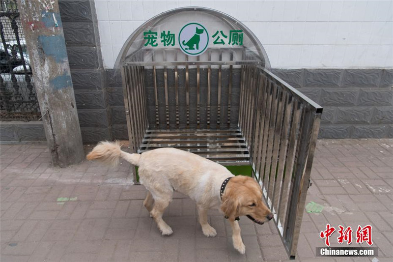 На улицах  китайского города Тайюань появились общественные туалеты для собак
