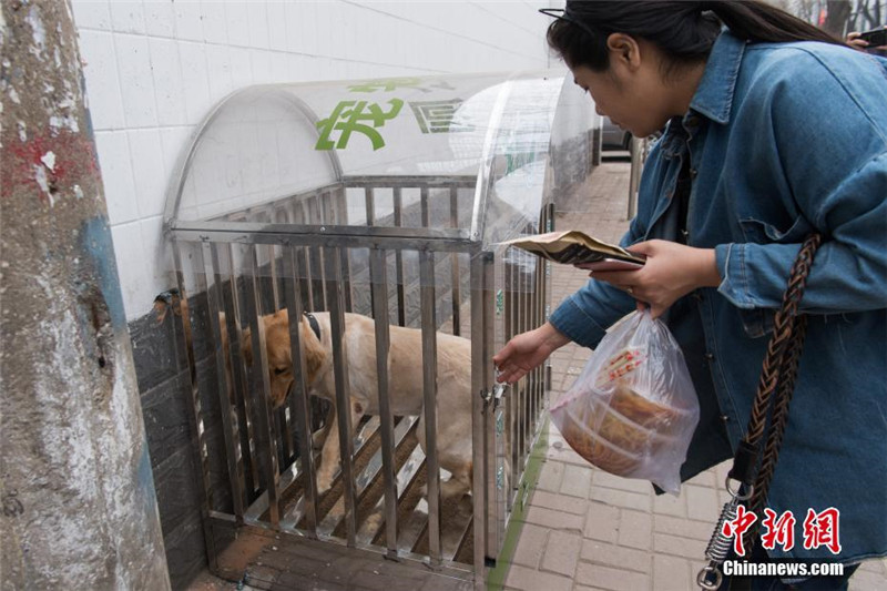 На фото: 26 марта жительница города привела собаку в общественный туалет для домашних животных 