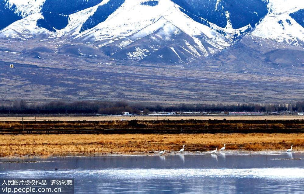 Парк водно-болотных угодий Гаоцзяху в Синьцзяне – рай для птиц