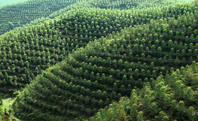 Площадь лесных культур Китая занимает первое место в мире