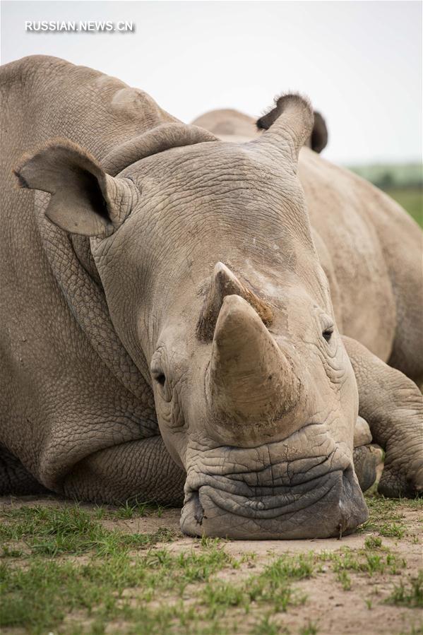 Кения организовала мероприятие по случаю гибели последнего в мире самца северного белого носорога