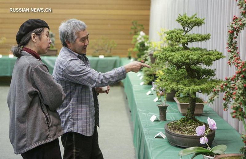 Выставка цветочных горшков с искусственным миниатюрным пейзажем в Ванкувере