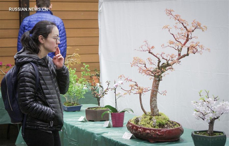 Выставка цветочных горшков с искусственным миниатюрным пейзажем в Ванкувере