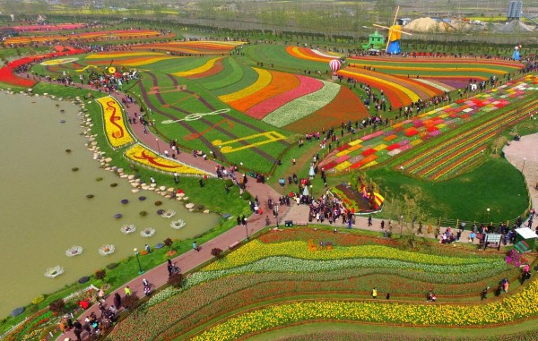Более 30 млн тюльпанов распустились в городе Яньчэн провинции Цзянсу