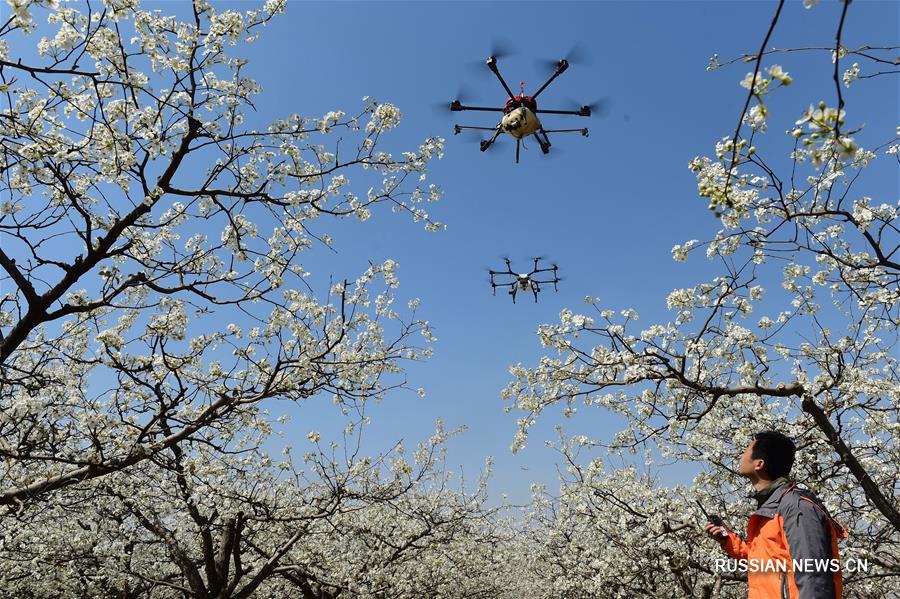 Опыление груш при помощи дронов в Ботоу