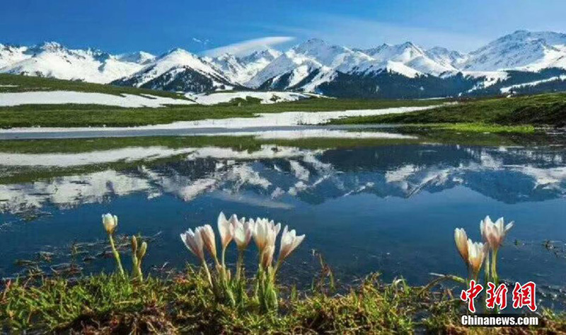 Дикие лилии расцвели в степи Налади Синьцзян-Уйгурского автономного района