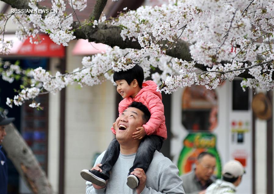 Любование цветущими вишнями в Циндао
