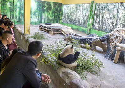 На востоке Китая планируется строительство центра по изучению и разведению больших панд