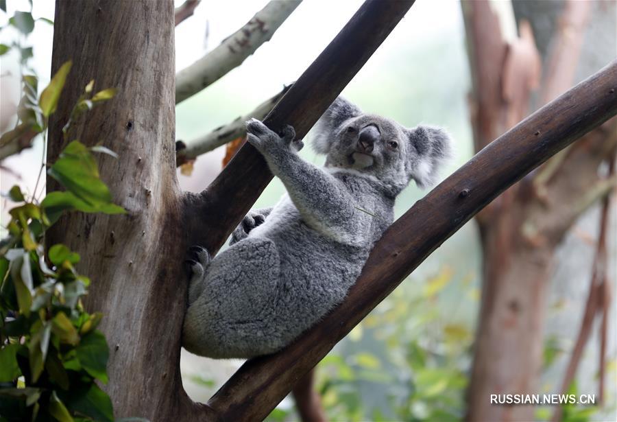 В гуанчжоуском зоопарке "Чанлун" обитают 57 коал шести поколений