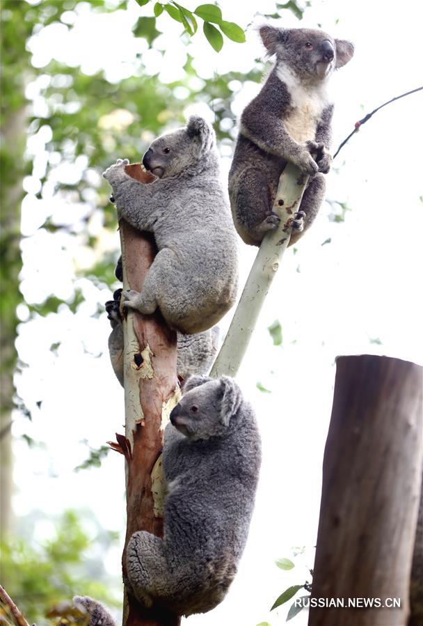 В гуанчжоуском зоопарке "Чанлун" обитают 57 коал шести поколений