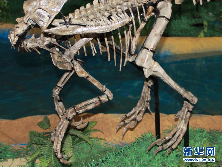 В городе Чжучэн провинции Шаньдун обнаружен скелет маленького динозавра теропода