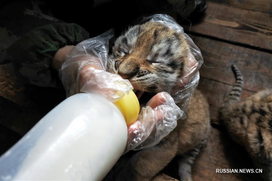 В Китае пять малышей родились у сибирской тигрицы