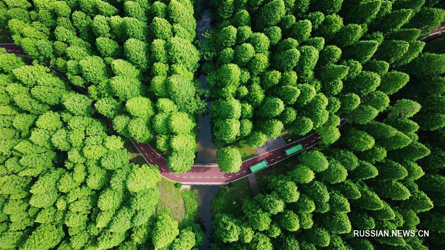 Зеленый наряд лесопарка "Хуанхай"