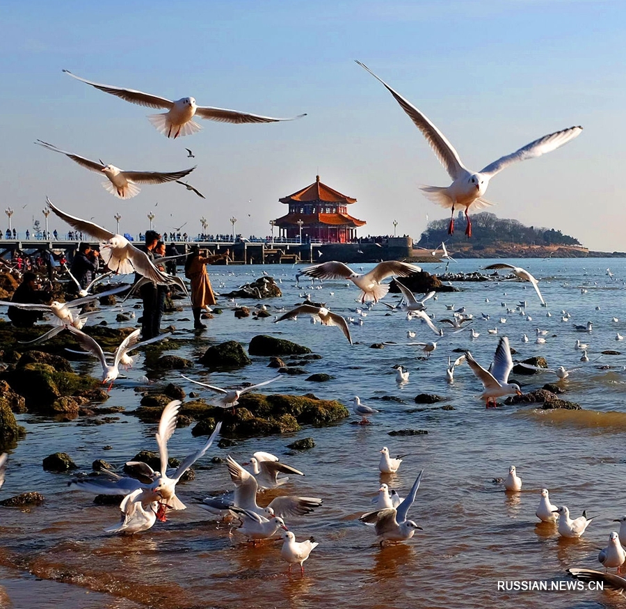 Фото подборка: очаровательный приморский город Циндао ждет очередного саммита ШОС