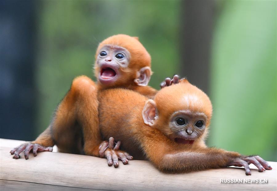 В зоопарке "Чанлун" родились разнополые близнецы тонкинского гульмана