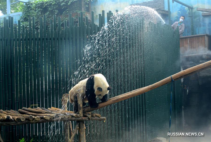 Душ для больших панд в жаркий пекинский день