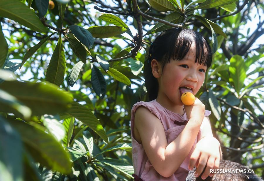 В поселке Танци на востоке Китая наступил сезон сбора плодов эриоботрии японской