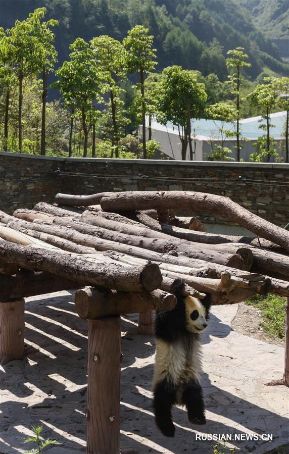 База "Шэньшупин" -- "детский сад" для бамбуковых медведей