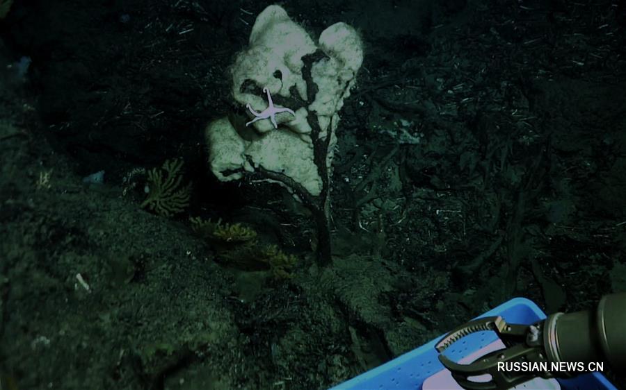 Китайские ученые обнаружили на дне Южно-Китайского моря холодноводные кораллы