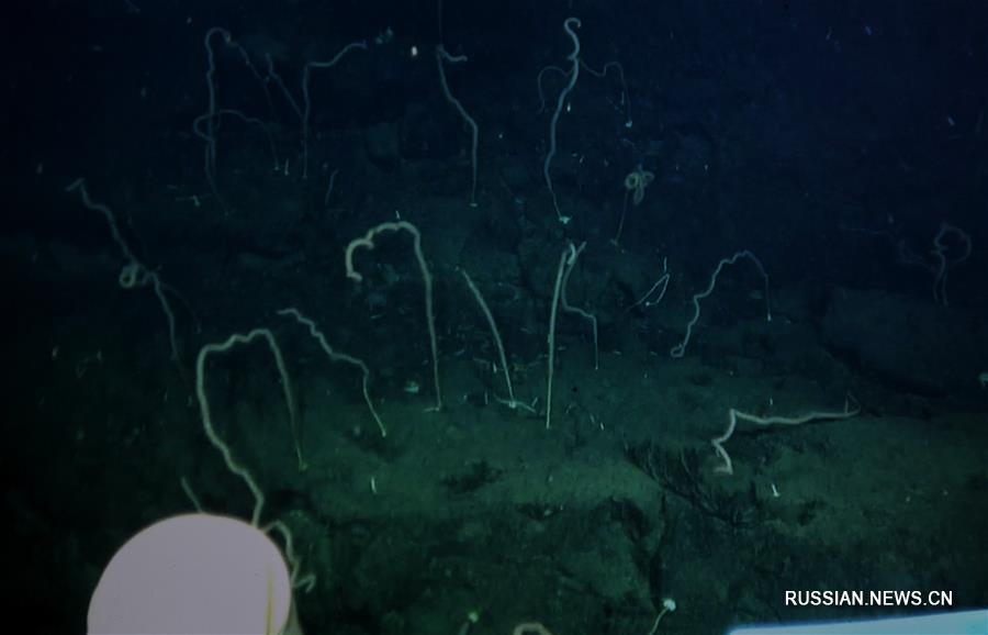 Китайские ученые обнаружили на дне Южно-Китайского моря холодноводные кораллы