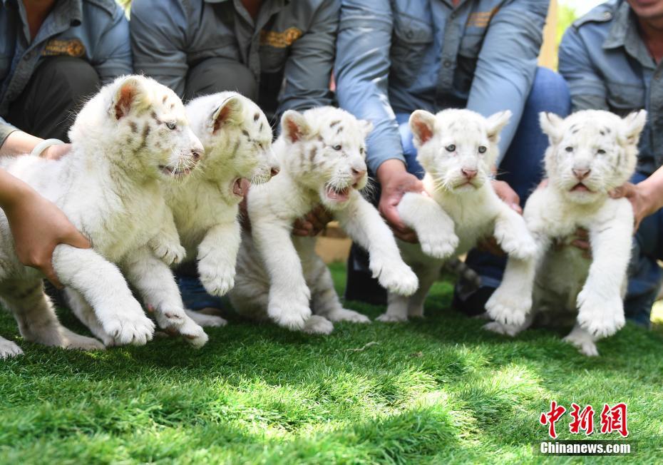 В зоопарке Цзинаня туристы впервые увидели 5 детенышей белого снежного тигра