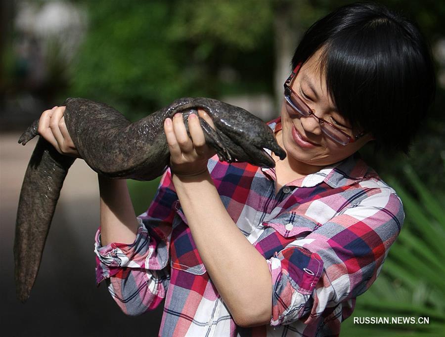 Ученые: Китайские исполинские саламандры принадлежат не к одному виду, а к 5 или даже 8
