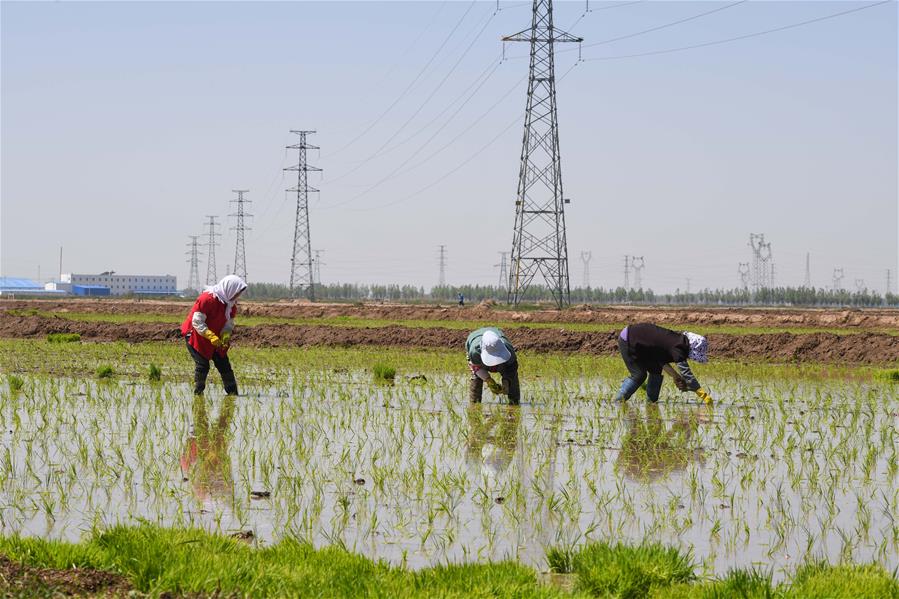 Возделывание поливного риса на бывших засоленных землях во Внутренней Монголии