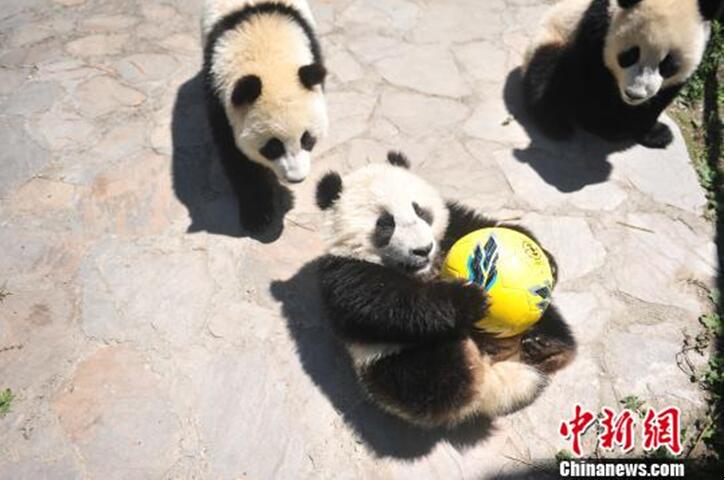 Китайский центр по защите и изучению больших панд проведет серию мероприятий в честь ЧМ-2018
