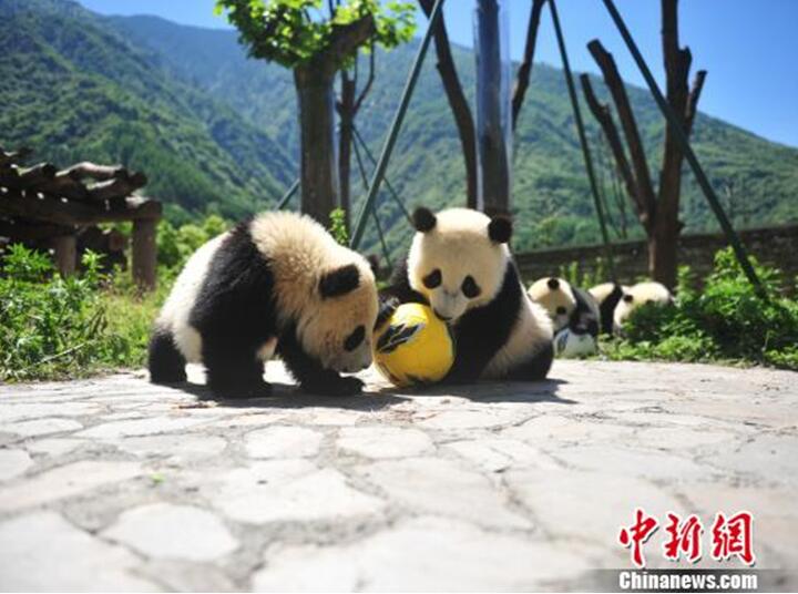Китайский центр по защите и изучению больших панд проведет серию мероприятий в честь ЧМ-2018
