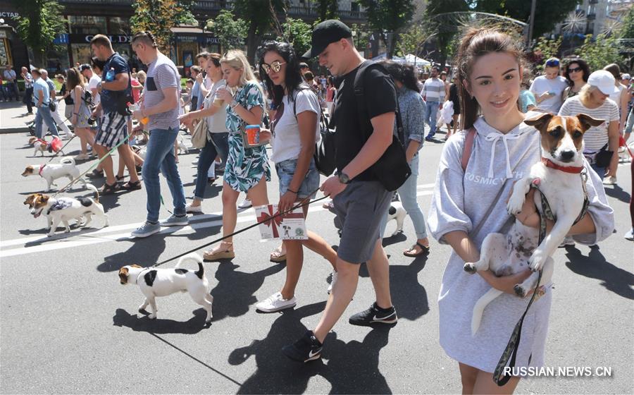 В Киеве прошел 2-й парад джек-рассел-терьеров и парсон-рассел-терьеров