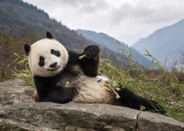 Китайские ученые исследовали гены обитавшей 22 тыс. лет назад панды
