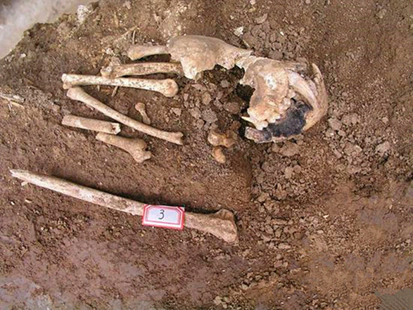 В гробнице бабушки императора Цинь Шихуана были обнаружены кости вымершего вида гиббонов