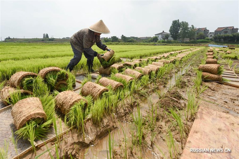 В городском уезде Цзюйжун готовят "нянь для сельскохозяйственных полей"