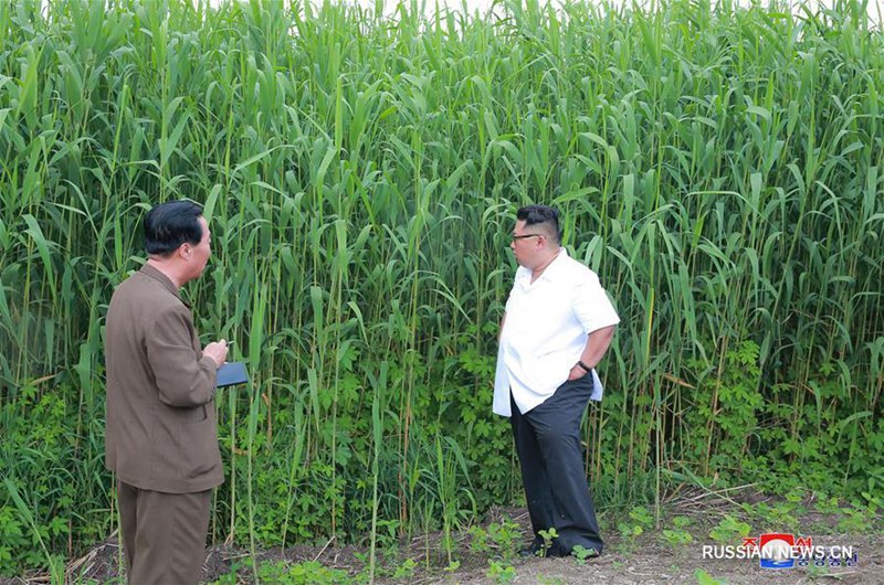 Ким Чен Ын призвал к развитию химпромышленности КНДР