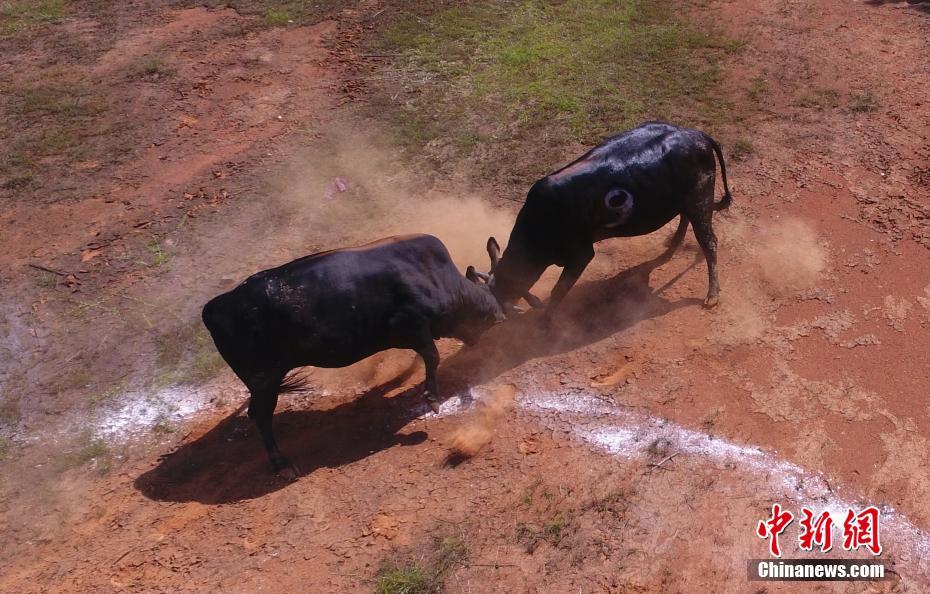 В провинции Цзянси прошел бой быков