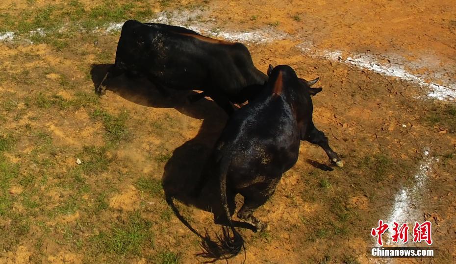 В провинции Цзянси прошел бой быков