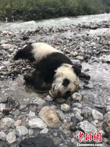 В пров. Сычуань обнаружено тело утонувшего детеныша большой панды