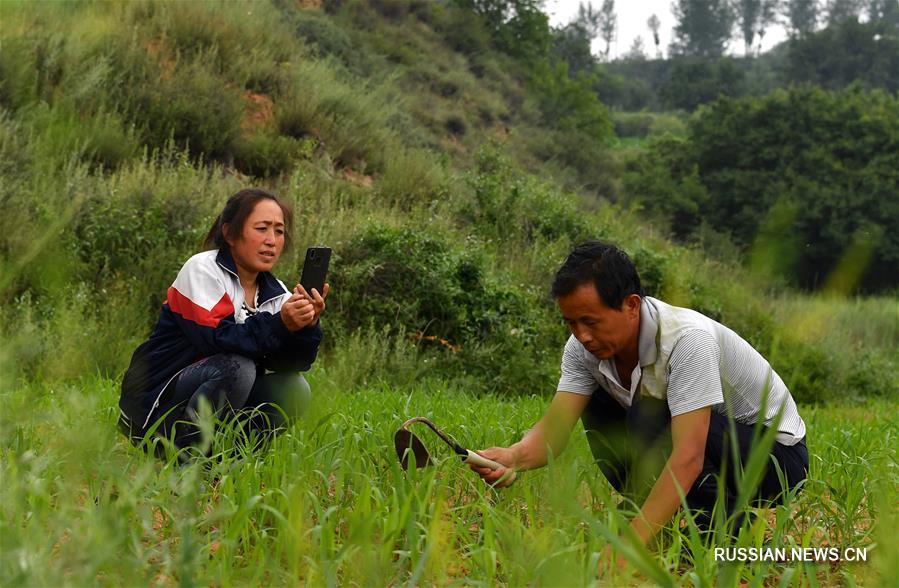 Крестьяне труднодоступных горных районов на севере Китая богатеют благодаря сбыту товара через соцсети