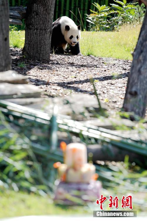 День рождения панды Цзяоцин в Берлинском зоопарке