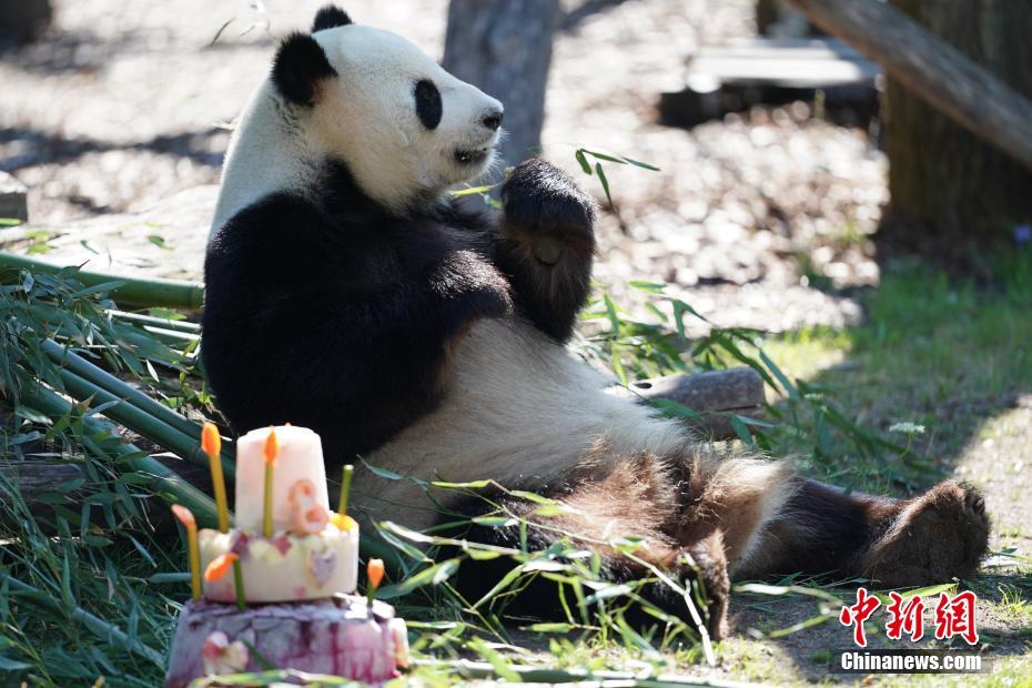 День рождения панды Цзяоцин в Берлинском зоопарке