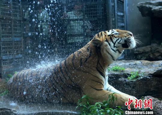 В зоопарке принимают меры по предотвращению перегрева животных