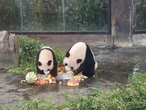 Большая панда Сы Сюэ отметила свой 12-й день рождения