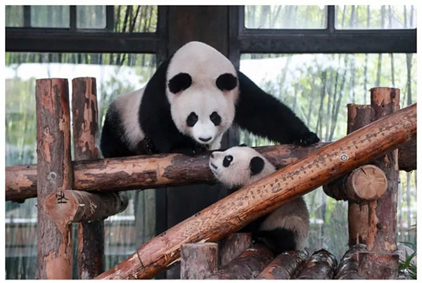 Большая панда Сы Сюэ отметила свой 12-й день рождения