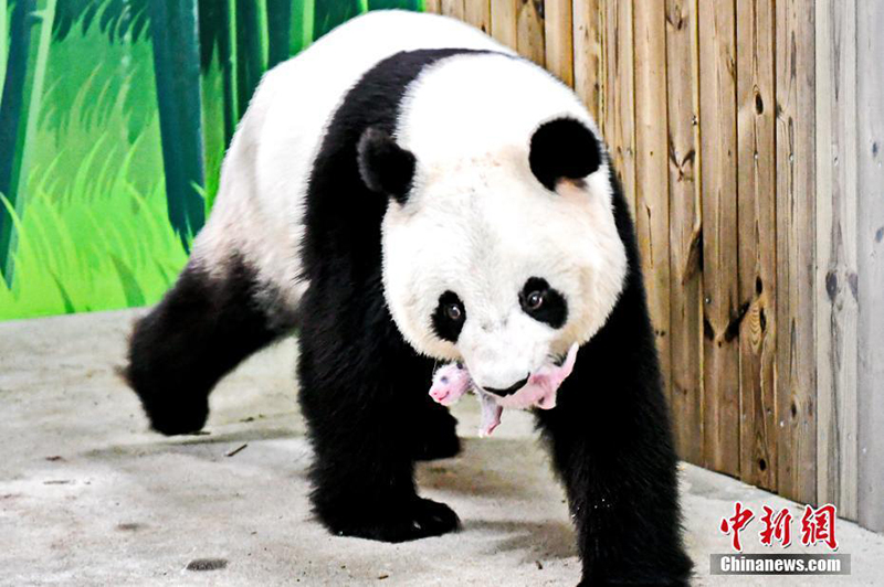 Большая панда Лунлун стала мамой