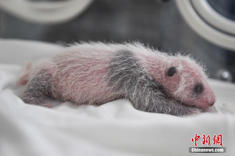 Большая панда Лунлун стала мамой