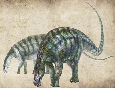 Найденные в Китае окаменелости динозавров противоречат гипотезе об эволюции динозавров завроподов