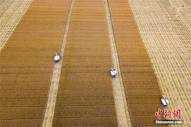 Сбор урожая в поле за городом Хуайань провинции Цзянсу